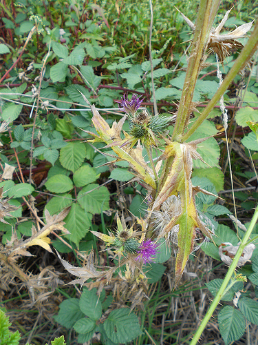 Thistles blooming purple 