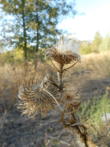 Thistle Heads dry