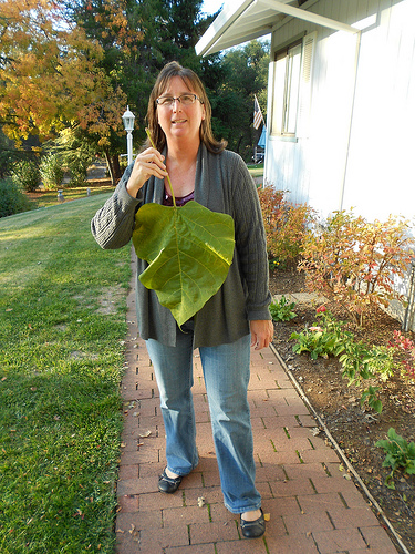 Catalpa Tree Leaf