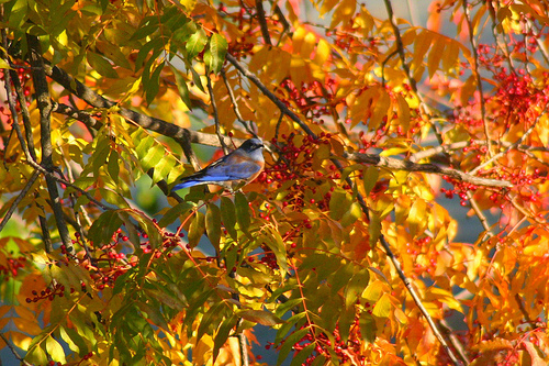 Western Bluebird November