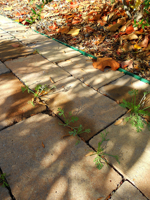 Poppies in the Cracks