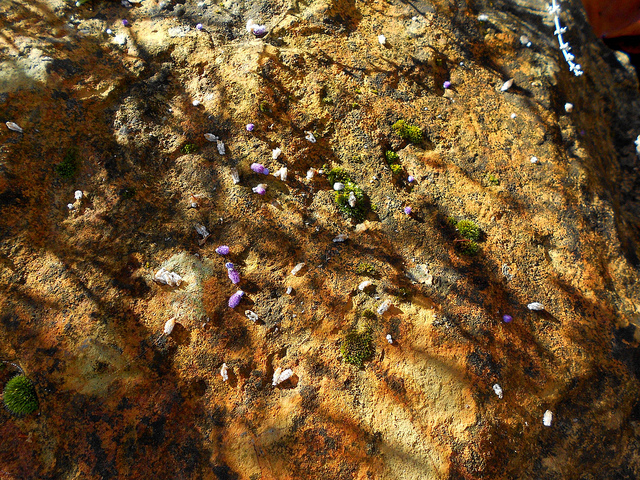 Moss and Sage on My Rock