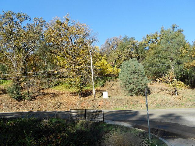 Sidewalk to Nowhere and oaks