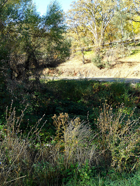 Creek and Blackberries and thistles