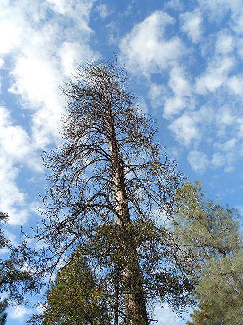 Woodpecker Tree