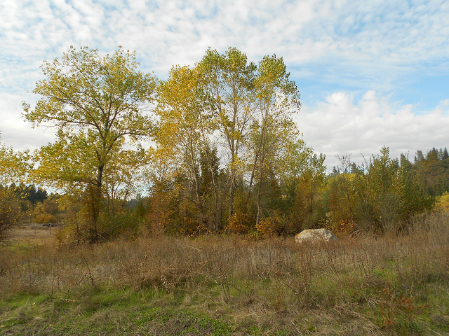 Autumn Sky and Trees 2