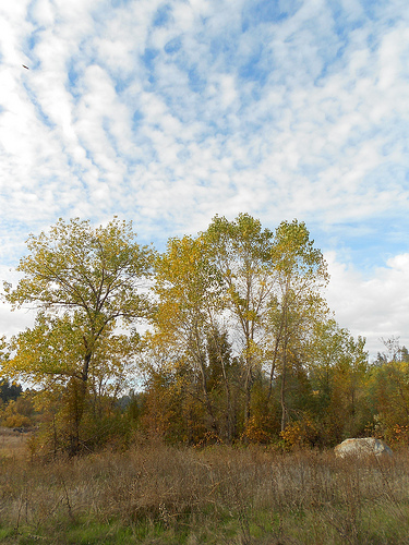 Autumn Sky and Trees 1
