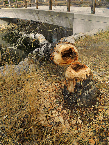 Beaver Work