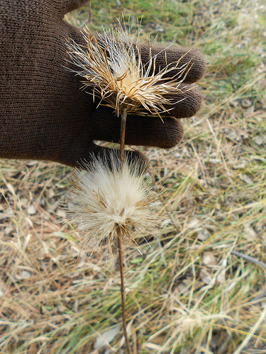 Thistles in November