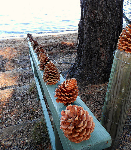 Pinecones