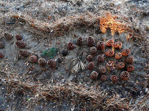 Pinecone - Andy Goldsworthy Style