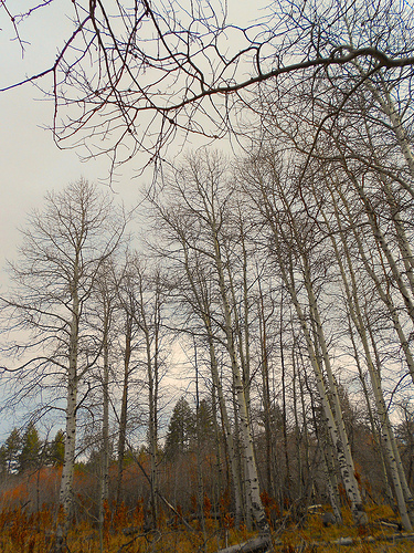 Aspens in November