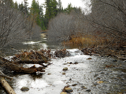 Taylor Creek Beaver Dam