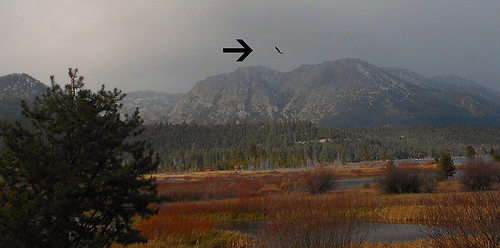 Taylor Creek Eagle Habitat