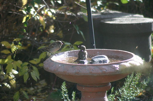 November House Sparrows in the Birdbath