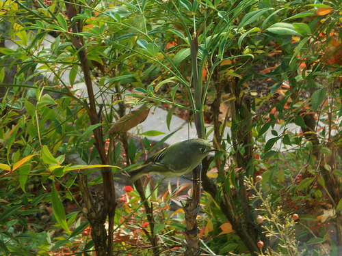 Ruby Crowned Kinglet in bushes
