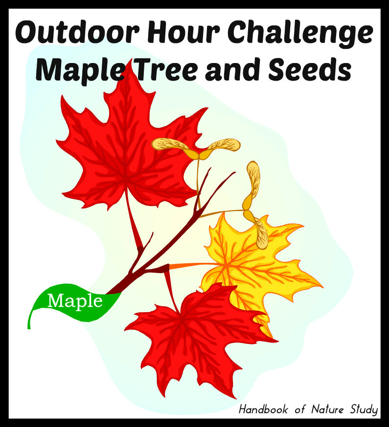 Outdoor Hour Challenge Maple Tree and seeds @handbookofnaturestudy