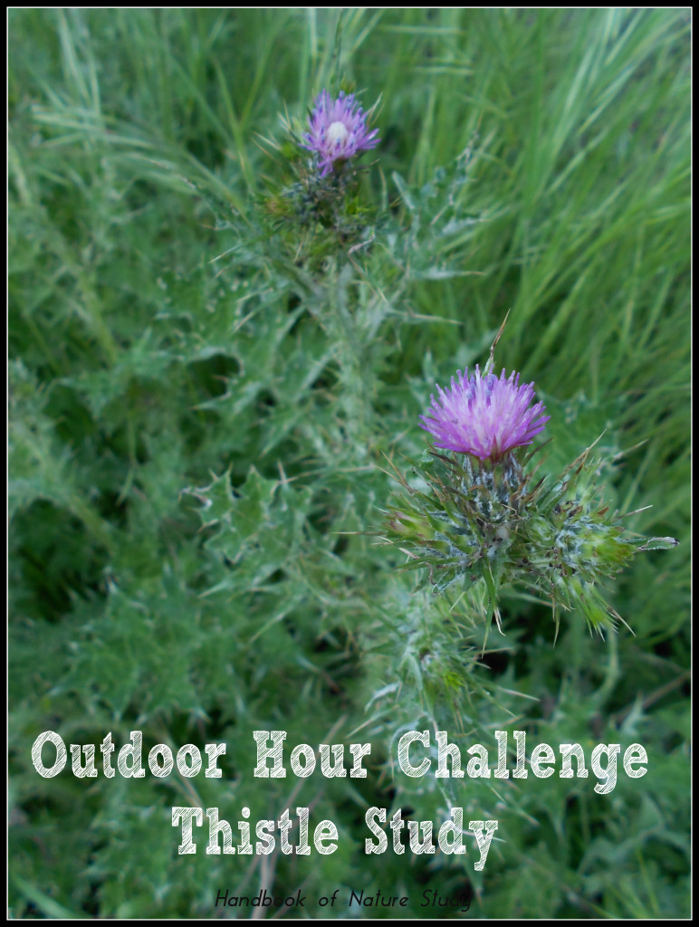 Outdoor Hour Challenge Thistle Study @handbookofnaturestudy