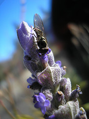Insect on lavender 2