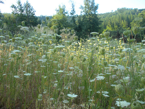 Field of Queen Anne's Lace