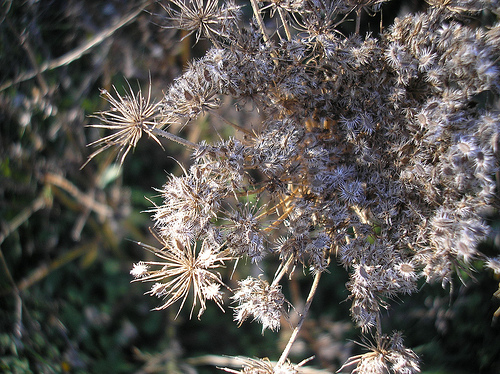 Winter Weed - Queen Anne's Lace