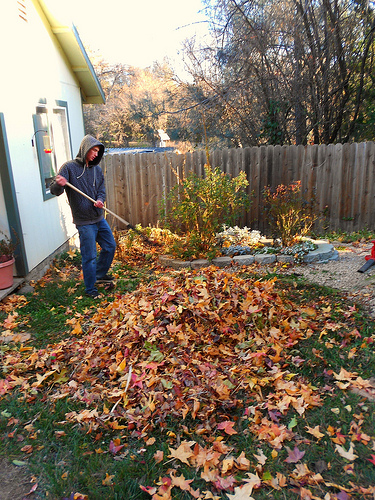 Leaf Raking in December 2