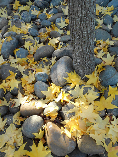 Leaves and Rocks