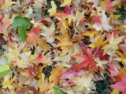 Colorful Fall Leaves