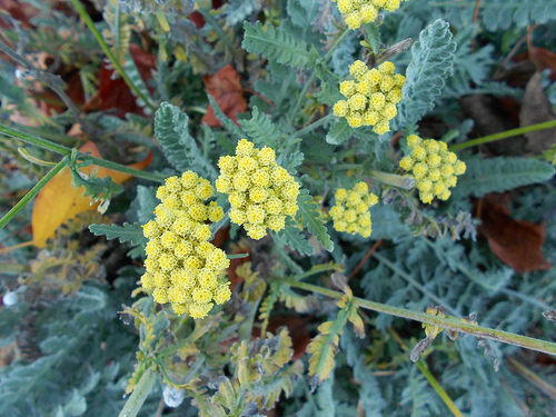 Moonshadow Yarrow