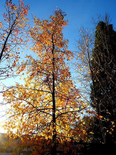 Autumn Trees with sun