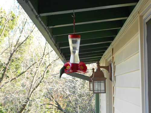 Anna's Hummingbird in the feeder