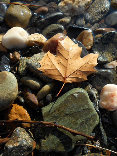 River Rock and Leaf