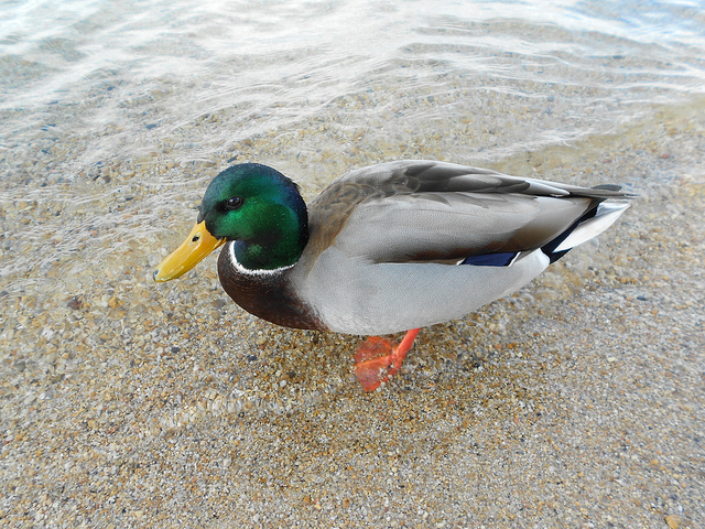 Mallard Duck - Tahoe