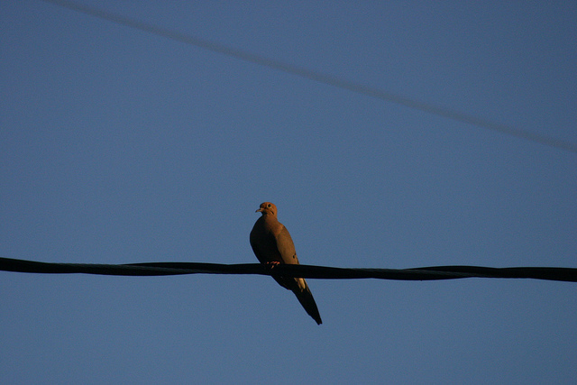 Mourning Dove on the Utility Wire