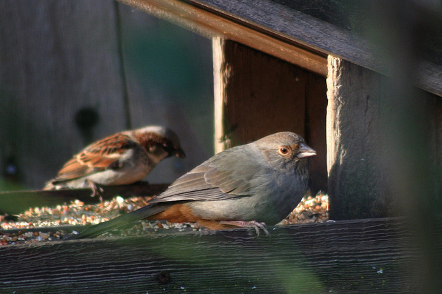 California Towhee and House Sparrow in the Feeder