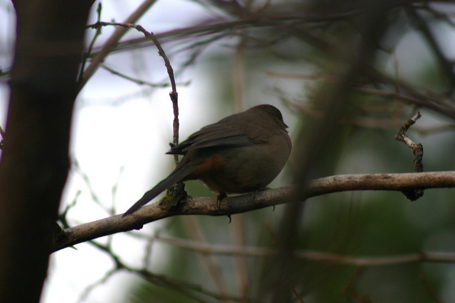 California Towhee - Tail View