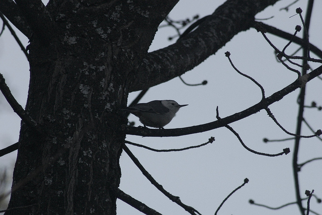 White Breasted Nuthatch 3