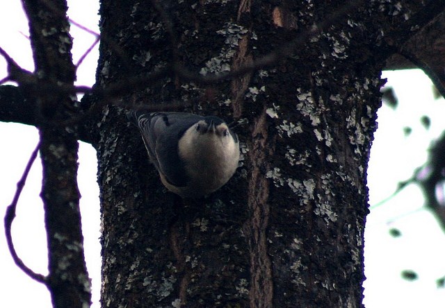 White Breasted Nuthatch 2