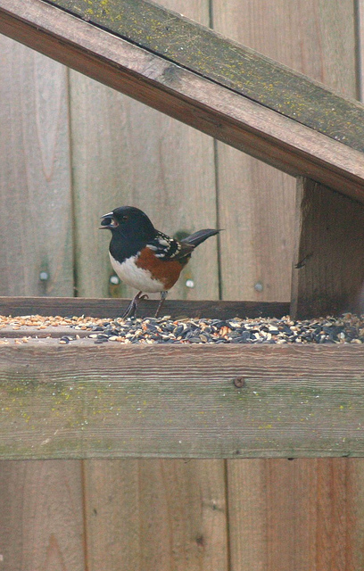 Spotted Towhee with seed