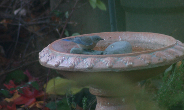 Western Bluebird