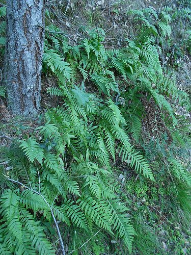 Ferns along the trail
