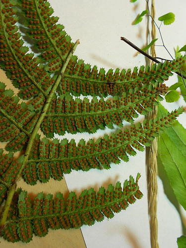 Wood fern - back