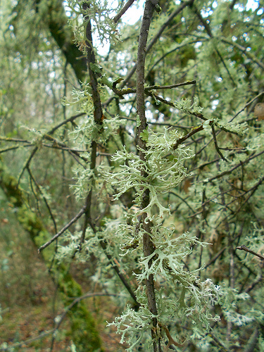 Lichen 