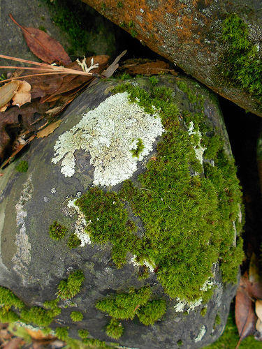 Moss and Lichen on a Rock