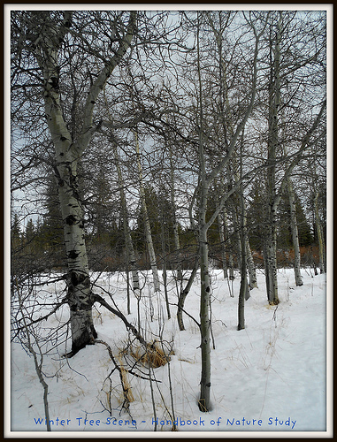 Aspens in the Snow