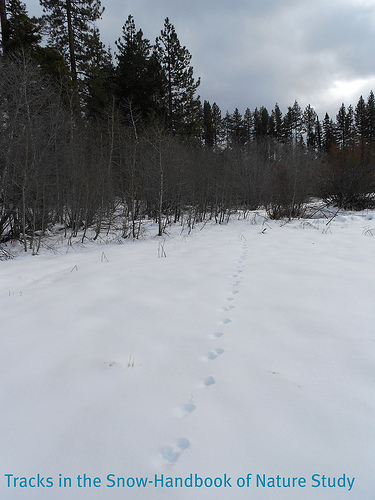 Tracks in the snow