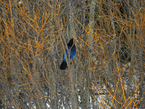 Stellers Jay in the bushes