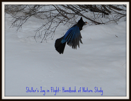 Stellers Jay flying