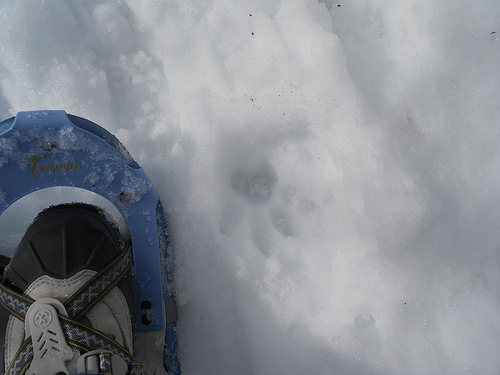 Snowshoe tracks