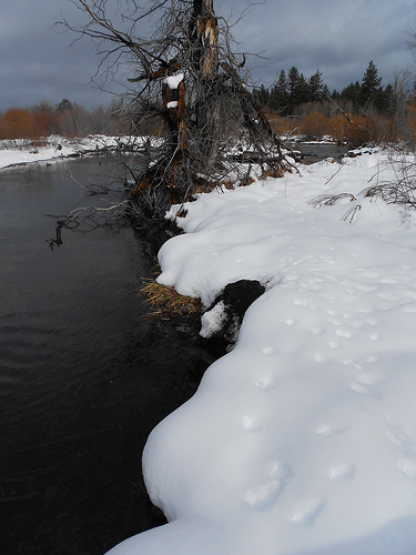 Taylor Creek with snow and tracks